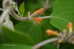 Colquhounia coccinea